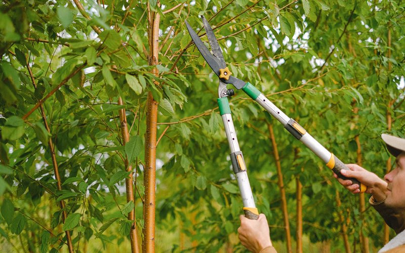 Tree trimming in Dunnellon, FL